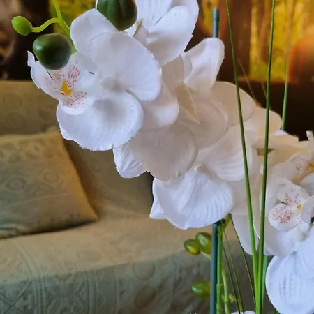 Apartman Escapade Nature *
